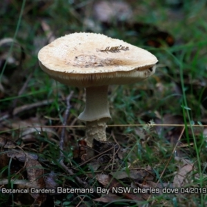 Amanita sp. at Mogo, NSW - 24 Apr 2019