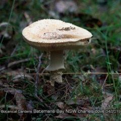 Amanita sp. (Amanita sp.) at Mogo State Forest - 23 Apr 2019 by Charles Dove