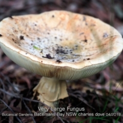 Amanita ochrophylla group at Mogo, NSW - 23 Apr 2019 by Charles Dove