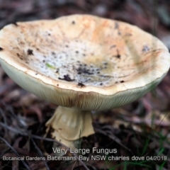 Amanita ochrophylla group at Mogo State Forest - 23 Apr 2019 by Charles Dove