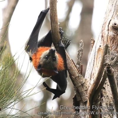 Pteropus poliocephalus (Grey-headed Flying-fox) at Batemans Bay, NSW - 24 Apr 2019 by CharlesDove