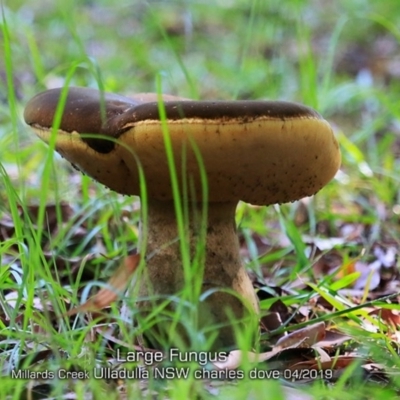 Phlebopus marginatus (Giant Bolete) at Ulladulla, NSW - 23 Apr 2019 by CharlesDove