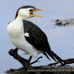 Microcarbo melanoleucos (Little Pied Cormorant) at Batemans Bay, NSW - 23 Apr 2019 by Charles Dove