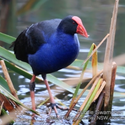 Porphyrio melanotus (Australasian Swamphen) at Batemans Bay, NSW - 23 Apr 2019 by CharlesDove