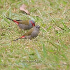 Neochmia temporalis (Red-browed Finch) at Mogo, NSW - 23 Apr 2019 by CharlesDove