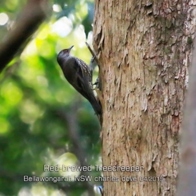 Climacteris erythrops (Red-browed Treecreeper) at Bellawongarah, NSW - 26 Apr 2019 by CharlesDove