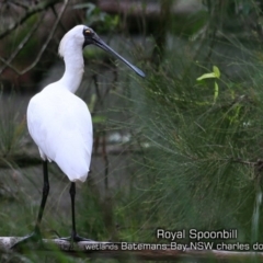 Platalea regia (Royal Spoonbill) at Batemans Bay, NSW - 23 Apr 2019 by Charles Dove