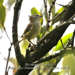 Acanthiza lineata at Ulladulla, NSW - 23 Apr 2019