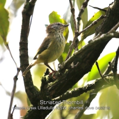 Acanthiza lineata (Striated Thornbill) at Ulladulla - Millards Creek - 22 Apr 2019 by CharlesDove