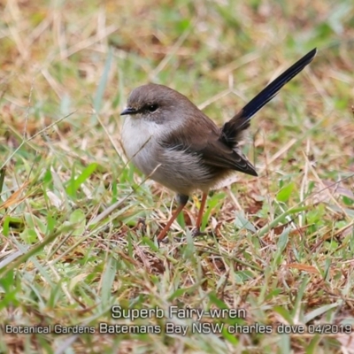 Malurus cyaneus (Superb Fairywren) at Mogo, NSW - 24 Apr 2019 by CharlesDove
