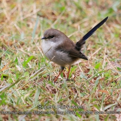 Malurus cyaneus (Superb Fairywren) at Mogo State Forest - 23 Apr 2019 by CharlesDove