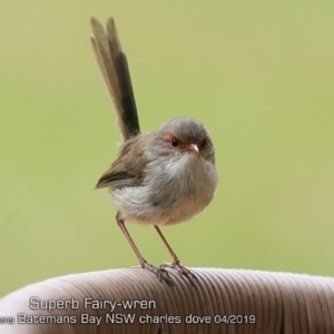 Malurus cyaneus at Mogo, NSW - 24 Apr 2019