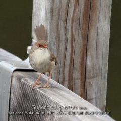 Malurus cyaneus at Mogo, NSW - 24 Apr 2019