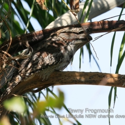 Podargus strigoides (Tawny Frogmouth) at Ulladulla, NSW - 21 Apr 2019 by CharlesDove