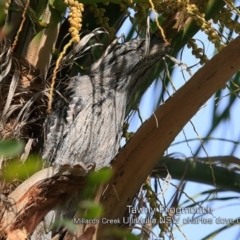 Podargus strigoides at Ulladulla, NSW - 22 Apr 2019 12:00 AM