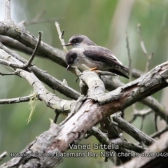 Daphoenositta chrysoptera (Varied Sittella) at Mogo State Forest - 24 Apr 2019 by CharlesDove