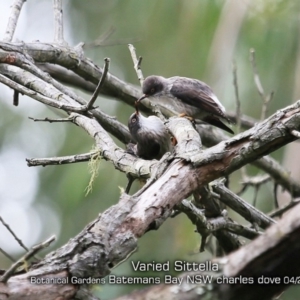 Daphoenositta chrysoptera at Mogo, NSW - 24 Apr 2019