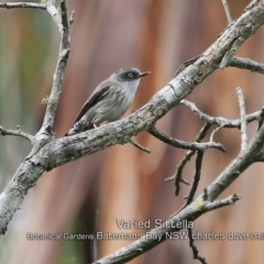 Daphoenositta chrysoptera at Mogo, NSW - 24 Apr 2019