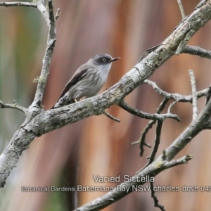 Daphoenositta chrysoptera at Mogo, NSW - 24 Apr 2019