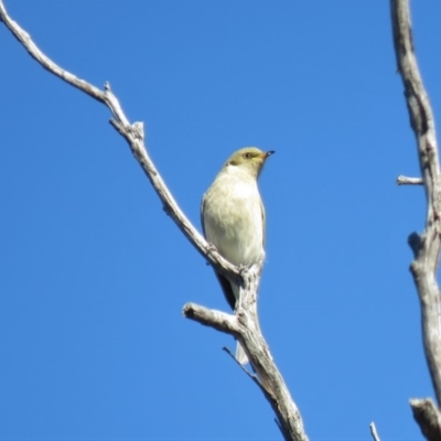 Ptilotula fusca (Fuscous Honeyeater) at Carwoola, NSW - 27 Apr 2019 by KumikoCallaway