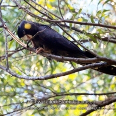 Zanda funerea (Yellow-tailed Black-Cockatoo) at Berry Mountain, NSW - 26 Apr 2019 by CharlesDove