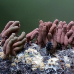 Arcyria stipata at Kianga, NSW - 29 Apr 2019 by Teresa