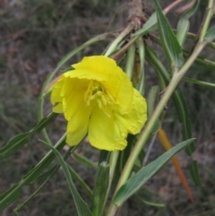 Oenothera stricta subsp. stricta (Common Evening Primrose) at The Pinnacle - 28 Apr 2019 by pinnaCLE