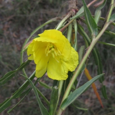 Oenothera stricta subsp. stricta (Common Evening Primrose) at The Pinnacle - 28 Apr 2019 by pinnaCLE