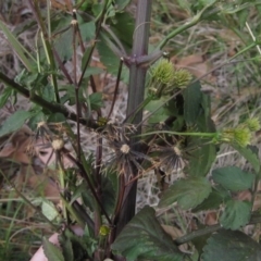 Bidens pilosa at Dunlop, ACT - 28 Apr 2019 03:30 PM