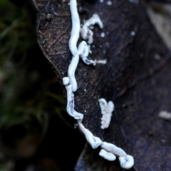 Angioridium sinuosum at Box Cutting Rainforest Walk - 28 Apr 2019 by Teresa