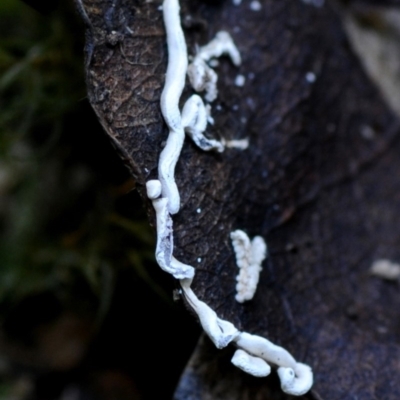 Angioridium sinuosum at Box Cutting Rainforest Walk - 28 Apr 2019 by Teresa