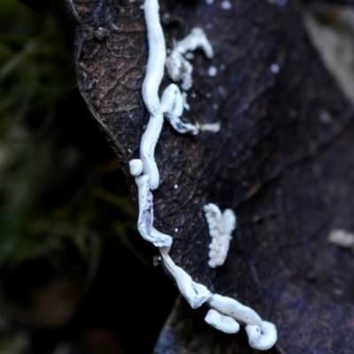 Physarum bivalve at Box Cutting Rainforest Walk - 28 Apr 2019 by Teresa