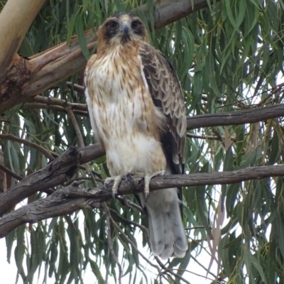 Hieraaetus morphnoides (Little Eagle) at Garran, ACT - 1 May 2019 by roymcd