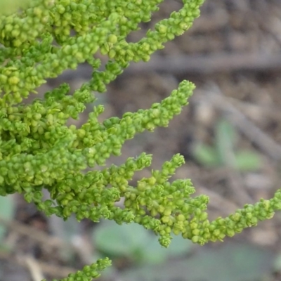 Dysphania multifida (Scented Goosefoot) at Red Hill Nature Reserve - 3 May 2019 by roymcd