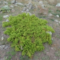 Dysphania multifida at Red Hill Nature Reserve - 3 May 2019