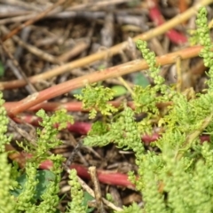 Dysphania multifida at Red Hill Nature Reserve - 3 May 2019 03:23 PM