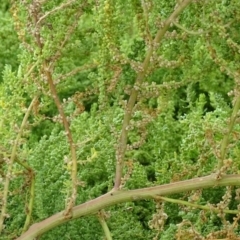 Dysphania multifida at Red Hill Nature Reserve - 3 May 2019 03:23 PM