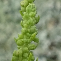 Dysphania multifida at Red Hill Nature Reserve - 3 May 2019