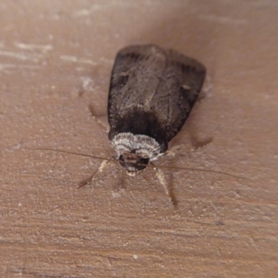 Proteuxoa restituta (Black-bodied Noctuid) at Flynn, ACT - 2 May 2019 by Christine
