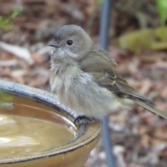 Pachycephala pectoralis (Golden Whistler) at Flynn, ACT - 2 May 2019 by Christine