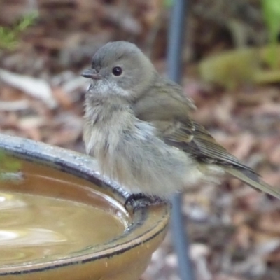 Pachycephala pectoralis (Golden Whistler) at Flynn, ACT - 2 May 2019 by Christine