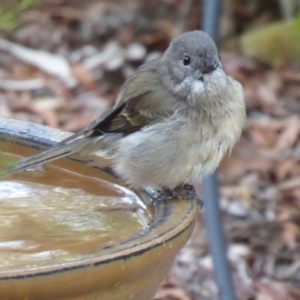 Pachycephala pectoralis at Flynn, ACT - 2 May 2019