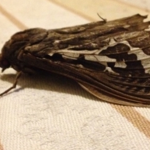 Abantiades atripalpis at Kameruka, NSW - 2 May 2019 06:51 PM