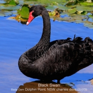 Cygnus atratus at Burrill Lake, NSW - 30 Apr 2019