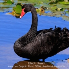 Cygnus atratus (Black Swan) at Wairo Beach and Dolphin Point - 29 Apr 2019 by CharlesDove