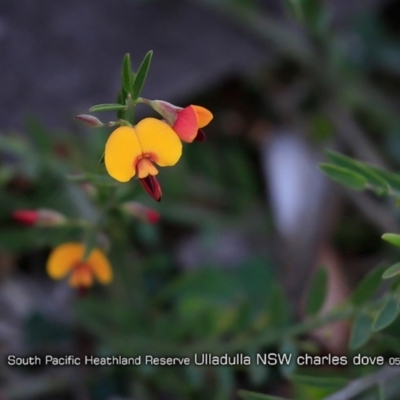 Bossiaea heterophylla (Variable Bossiaea) at South Pacific Heathland Reserve - 28 Apr 2019 by Charles Dove