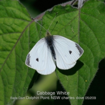 Pieris rapae (Cabbage White) at Burrill Lake, NSW - 30 Apr 2019 by CharlesDove