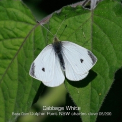 Pieris rapae (Cabbage White) at Burrill Lake, NSW - 29 Apr 2019 by Charles Dove