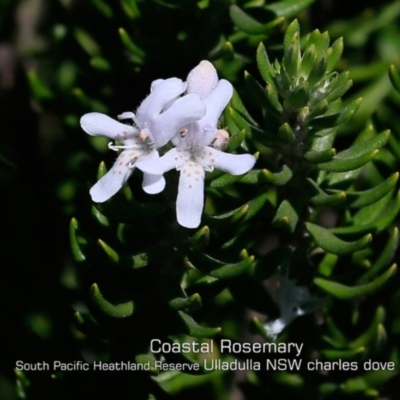 Westringia fruticosa (Native Rosemary) at South Pacific Heathland Reserve - 29 Apr 2019 by CharlesDove