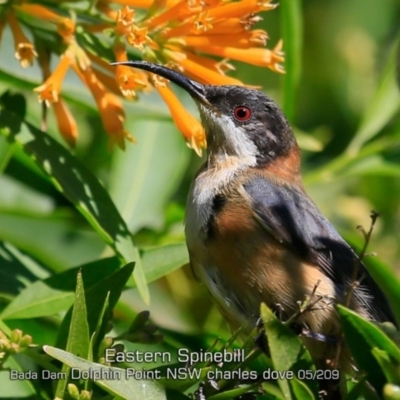Acanthorhynchus tenuirostris (Eastern Spinebill) at Wairo Beach and Dolphin Point - 29 Apr 2019 by Charles Dove